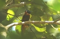 Red-bellied Paradise Flycatcher